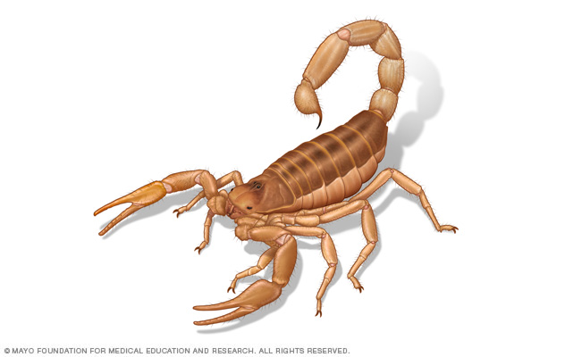 Scorpions use their tails to sting and deliver venom.