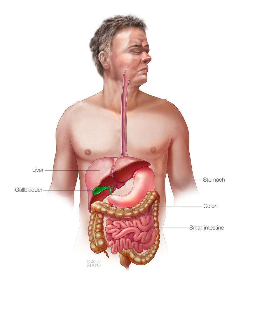 Tracto gastrointestinal