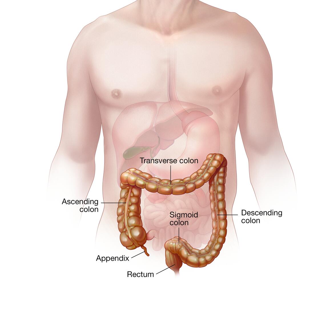 Colon y recto