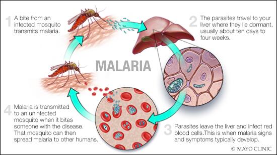 Ciclo de transmisión de malaria 