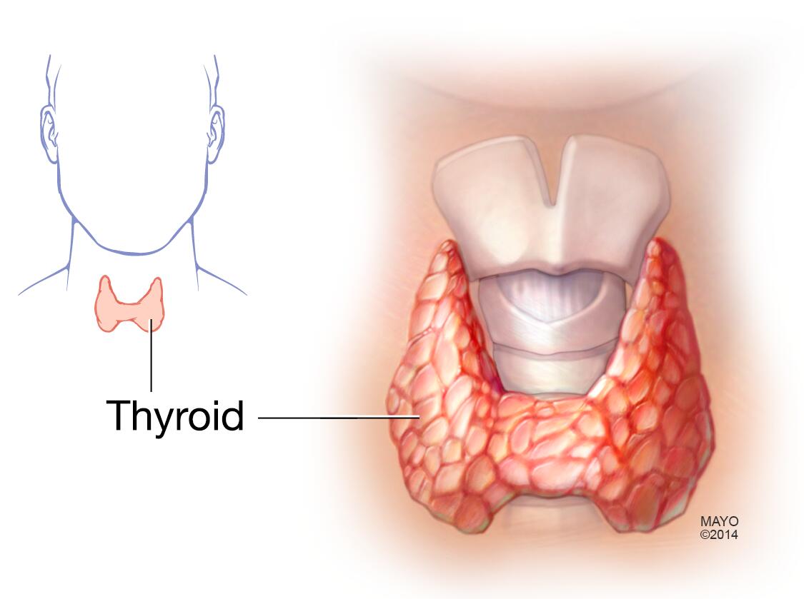 Glándula tiroides que muestra la laringe y la tráquea