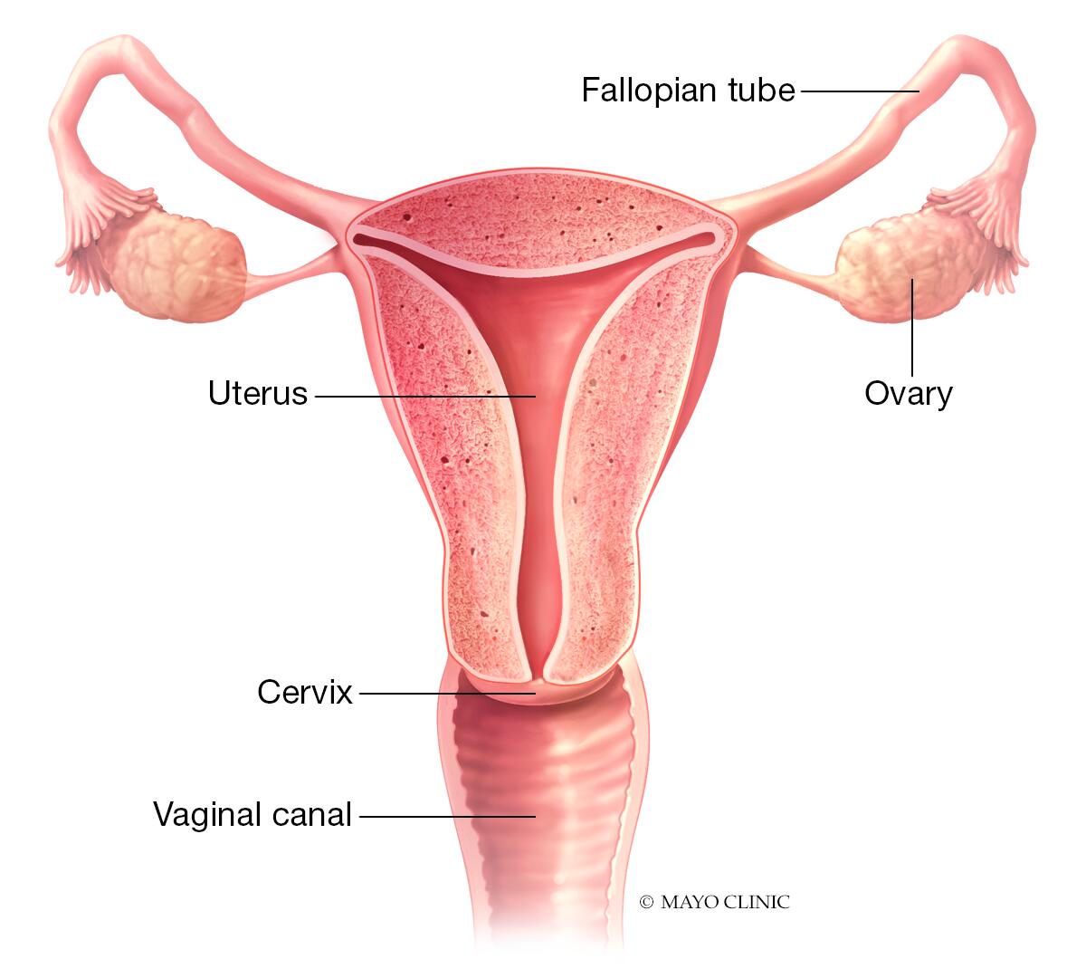 Ubicación de los órganos reproductores femeninos