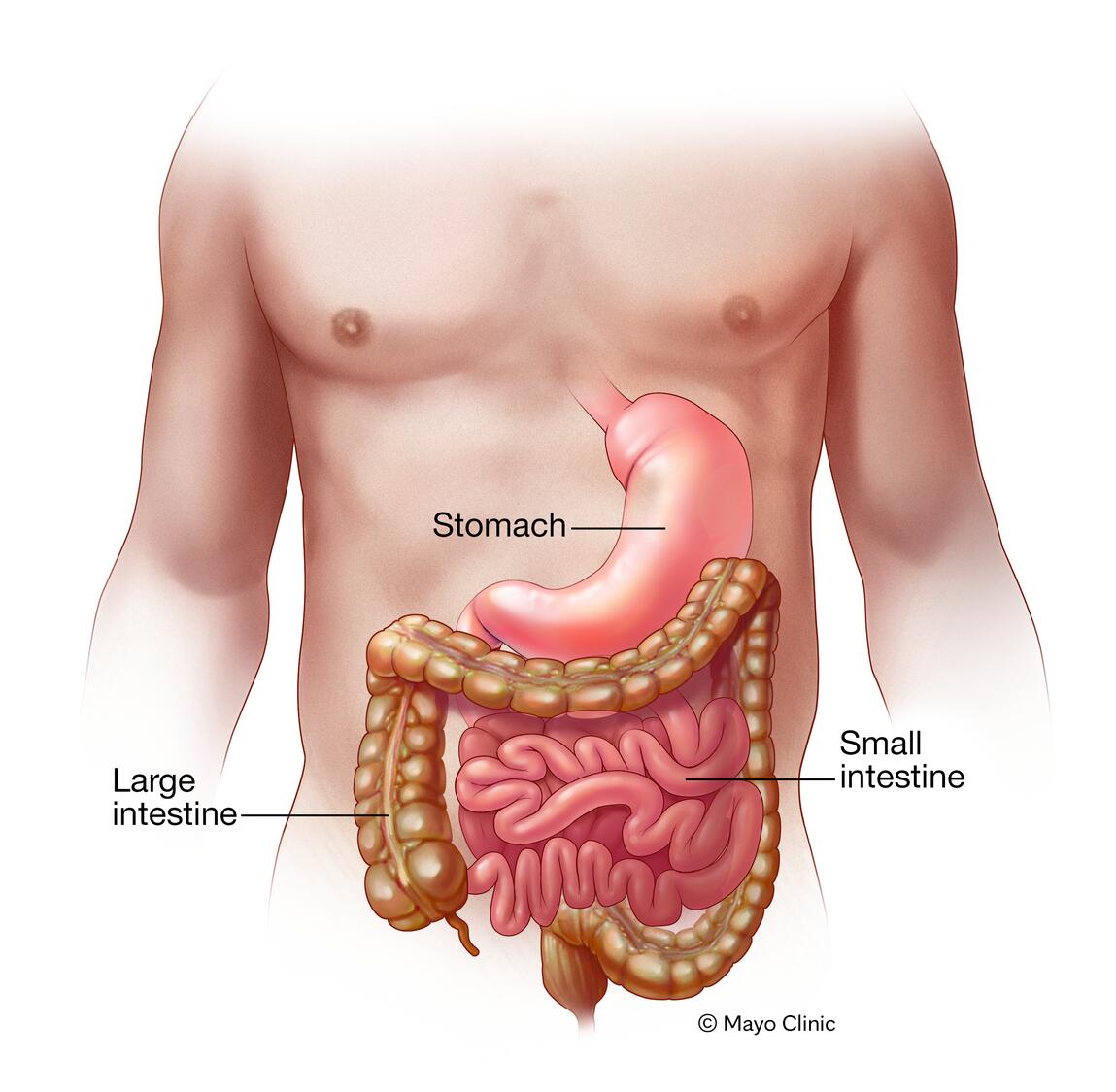 Stomach and intestines