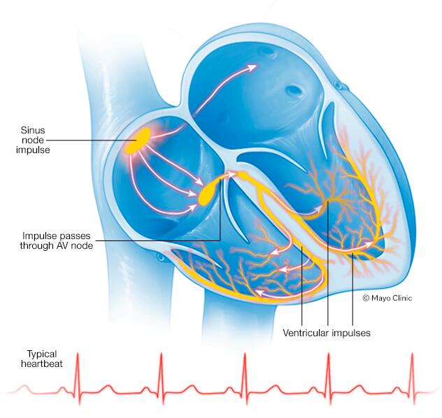 A typical heartbeat