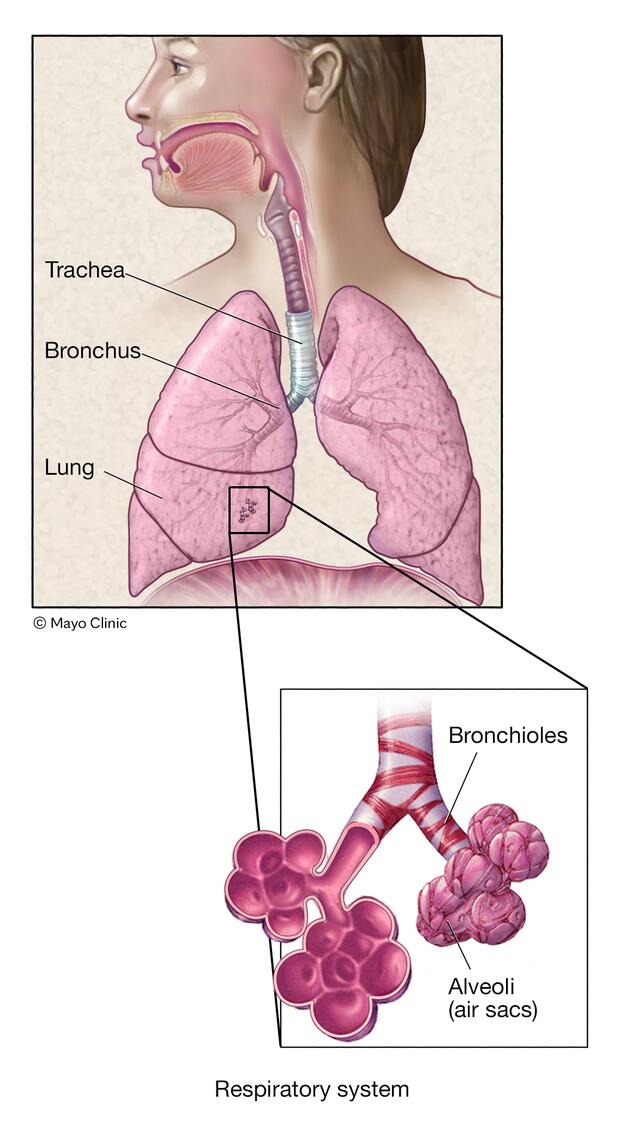 Bronquiolos y alvéolos