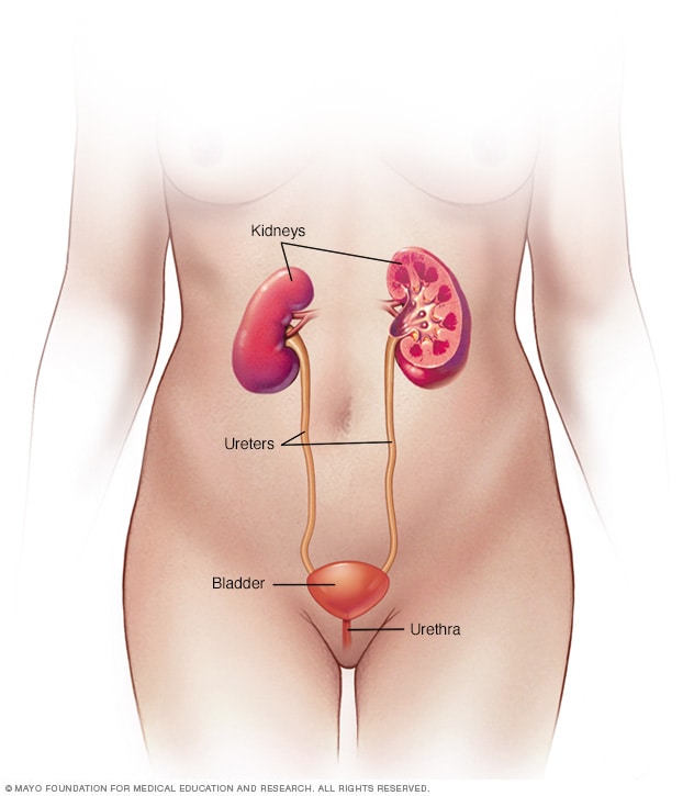 Vesicoureteral Reflux Middlesex Health