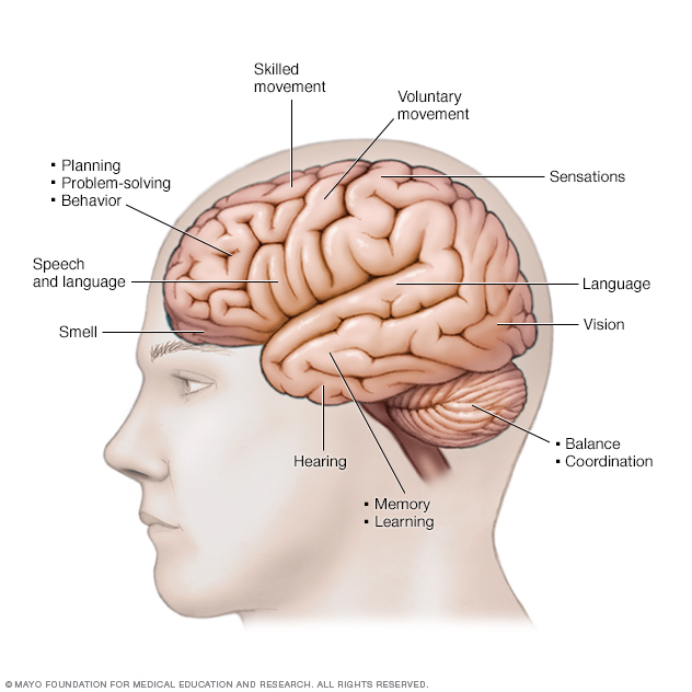 Funciones cerebrales 