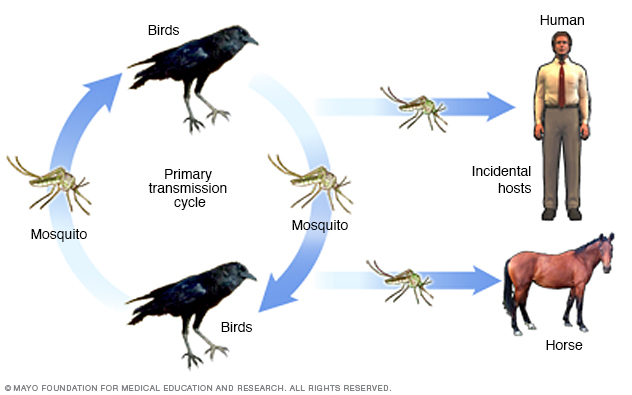 Ciclo de transmisión del virus del Nilo occidental