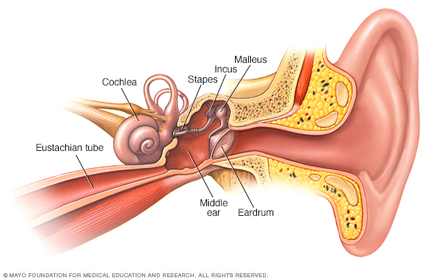 The inside of your ear