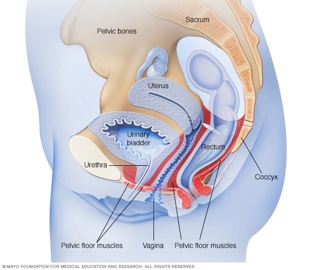 Pelvic Floor Disorders - UChicago Medicine