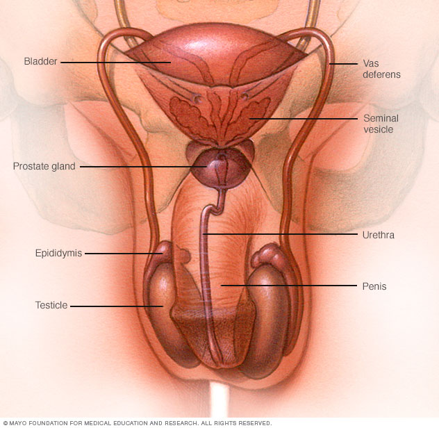 The male reproductive system