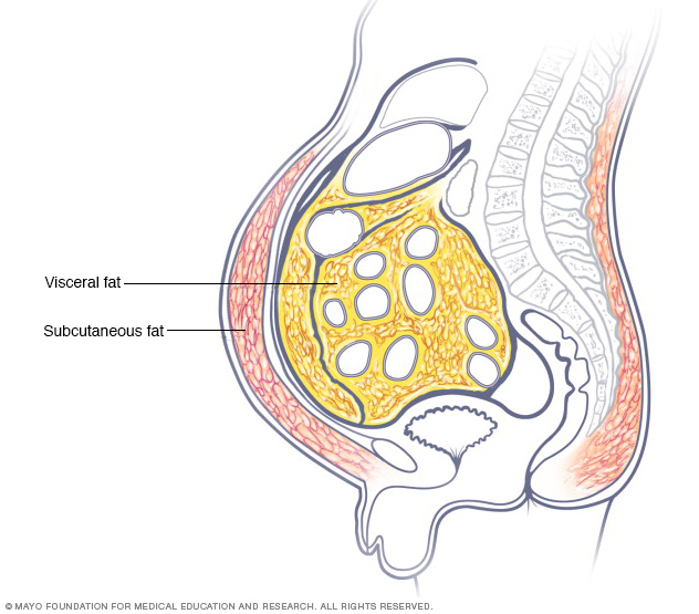 Hombre de vientre gordo poniéndose calcetines sentado en el suelo, problema  de exceso de peso, obesidad, Grabaciones de stock Incluyendo: abdomen y  dificultades - Envato Elements