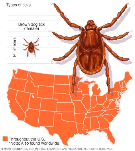 Brown dog tick