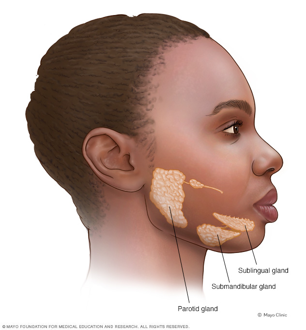 Location of salivary glands