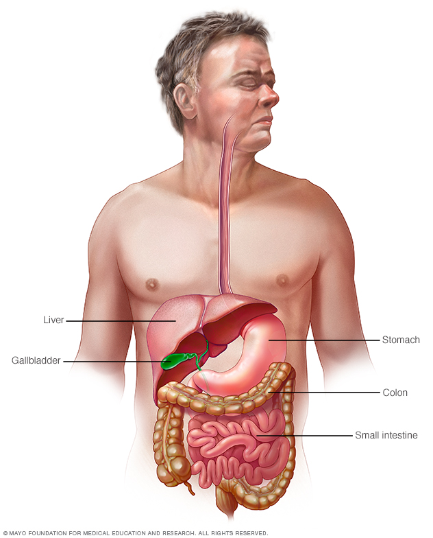 Tracto gastrointestinal