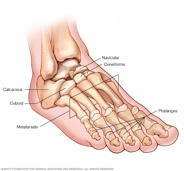 Vector and illustration graphic style,Crushing Of Toes Foot Hazard