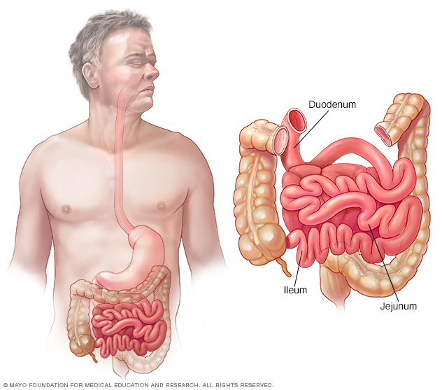 Intestino delgado: duodeno, yeyuno e íleon