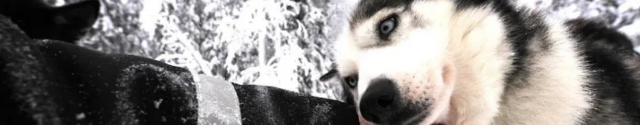 Reisebild: Huskytour am Rande des Polarkreises
