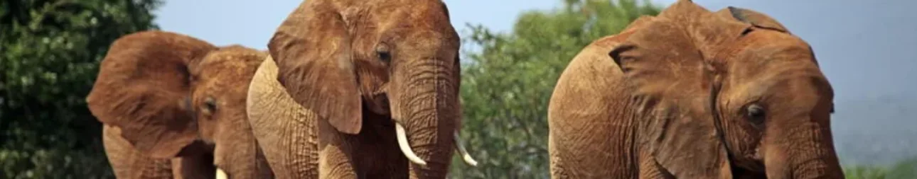 Reisebild: Auf Ostafrikas schönster Safari-Route durch Serengeti &amp; Co