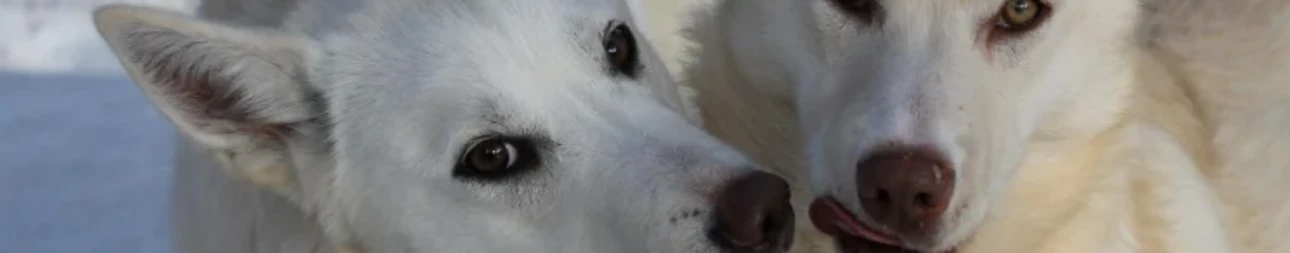 Reisebild: Mit Huskys auf dem Bärenpfad durch Finnisch-Karelien