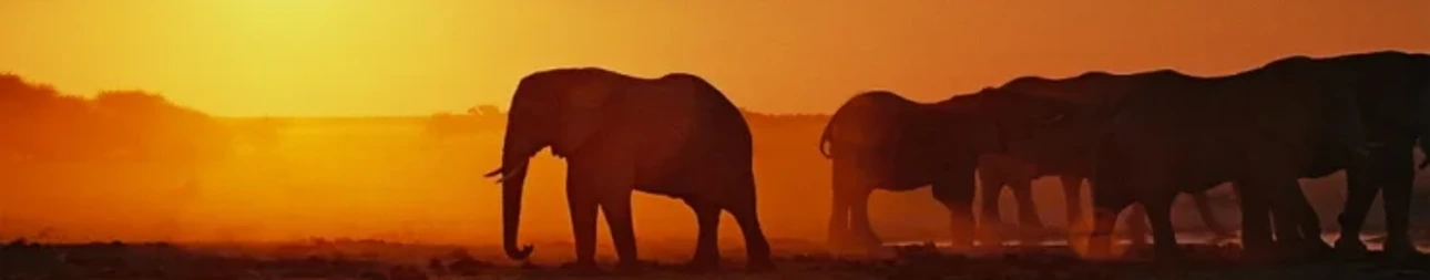 Reisebild: Von den Victoriafällen zum Kruger-Nationalpark