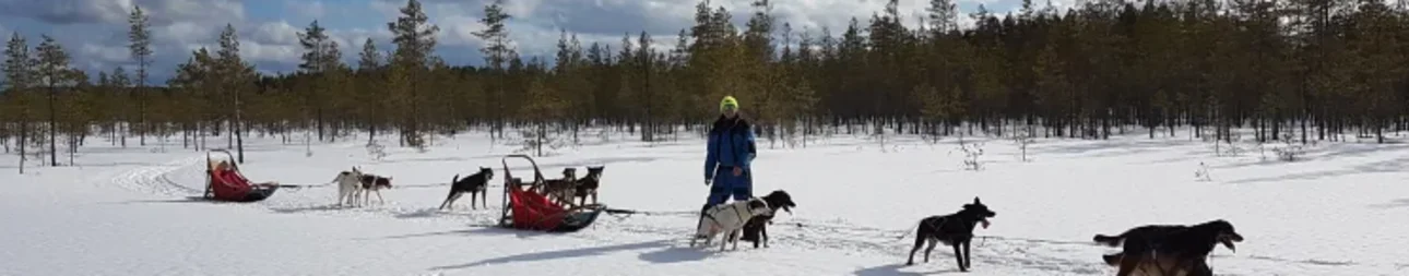 Reisebild: Genussvoll mit Huskys durch Kainuu