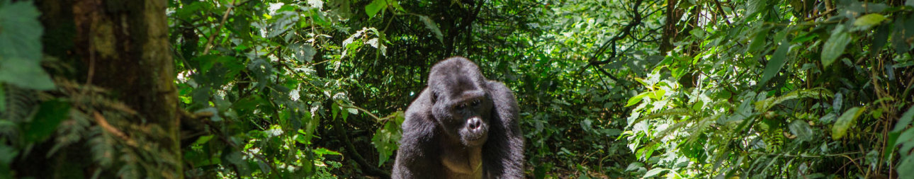 Reisebild: Flugreise Uganda - Tiere Afrikas erleben