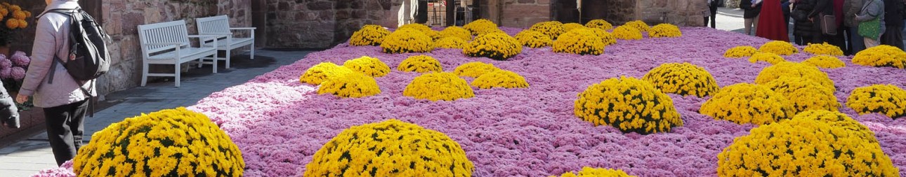 Reisebild: Busreise Chrysanthema in Lahr