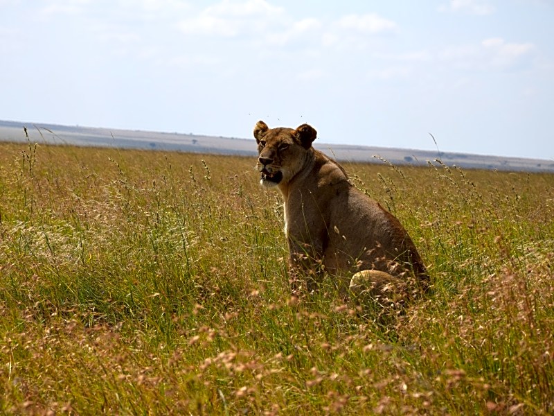 Klassiker Safari Sansibar