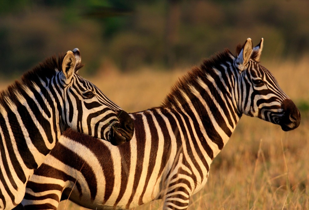 Letzte Pirschfahrt am Morgen und Abschied von Südafrika