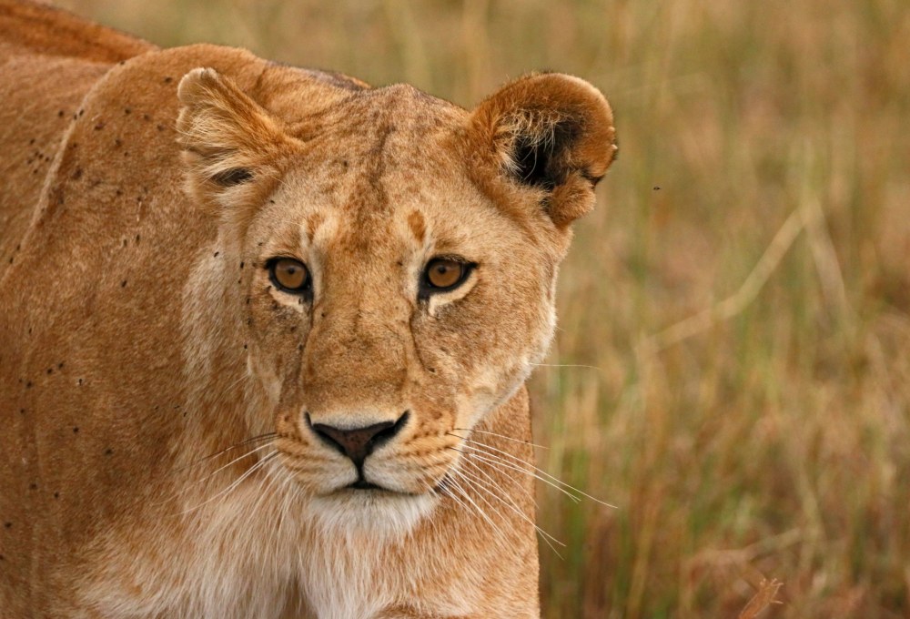Pirschfahrten im Tsavo West Nationalpark