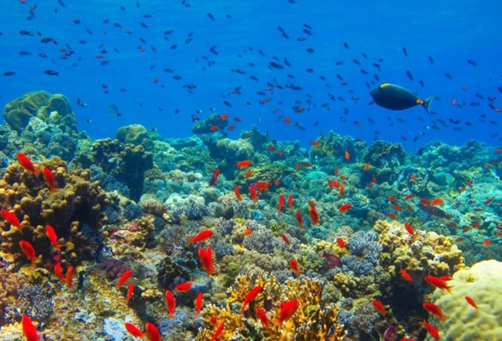 Safari Blue - eine Schnorchelsafari & Seafood-BBQ