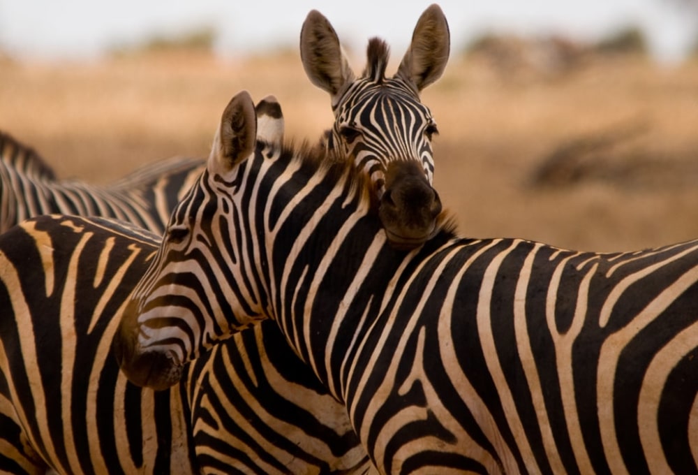 Safari Pur im Etosha