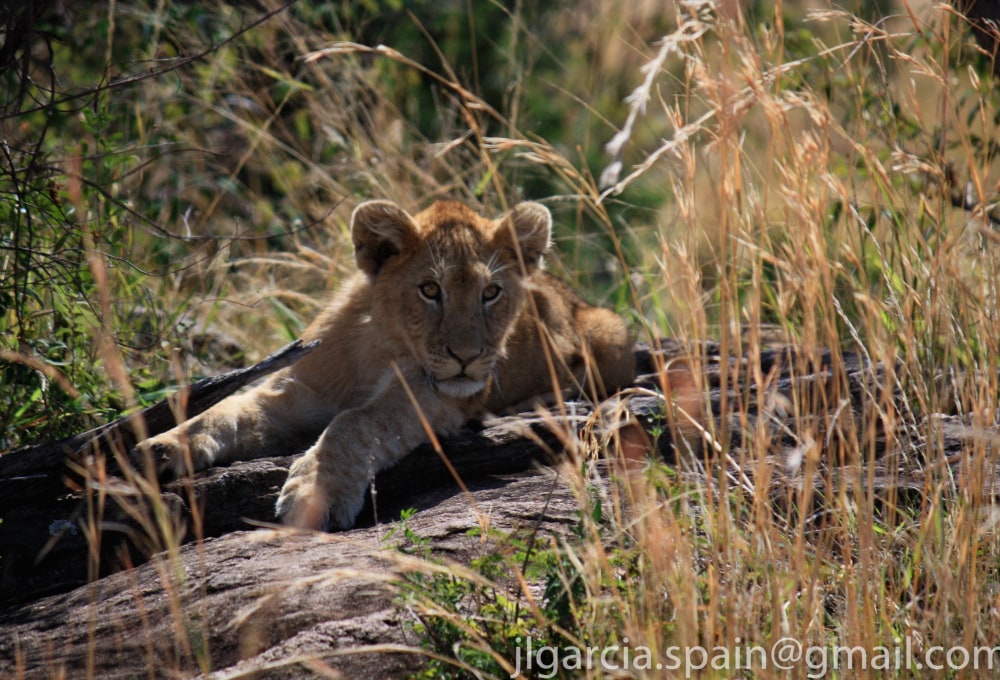 Die Wildnis und ich - sonst nichts