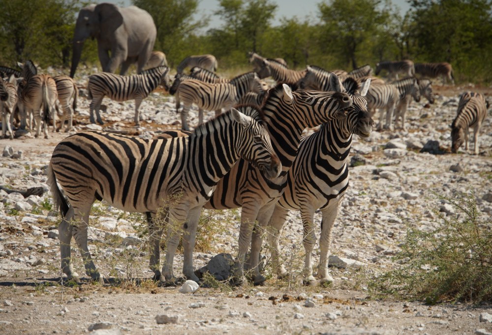 Pirsch im tierreichen Etosha Nationalpark