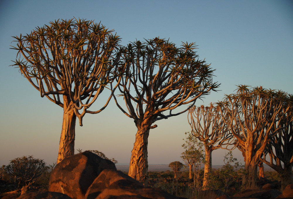 Köcherbaumwald und Spielplatz der Giganten