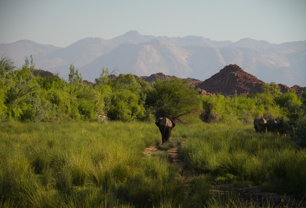 UNESCO Weltkulturerbe Twyfelfontein, Wüstenelefanten und die Damara - Budget Campingtour