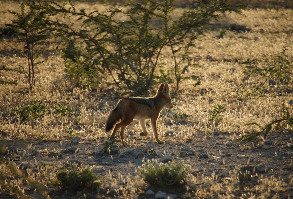 Tierbeobachtung im östlichen Etosha Nationalpark