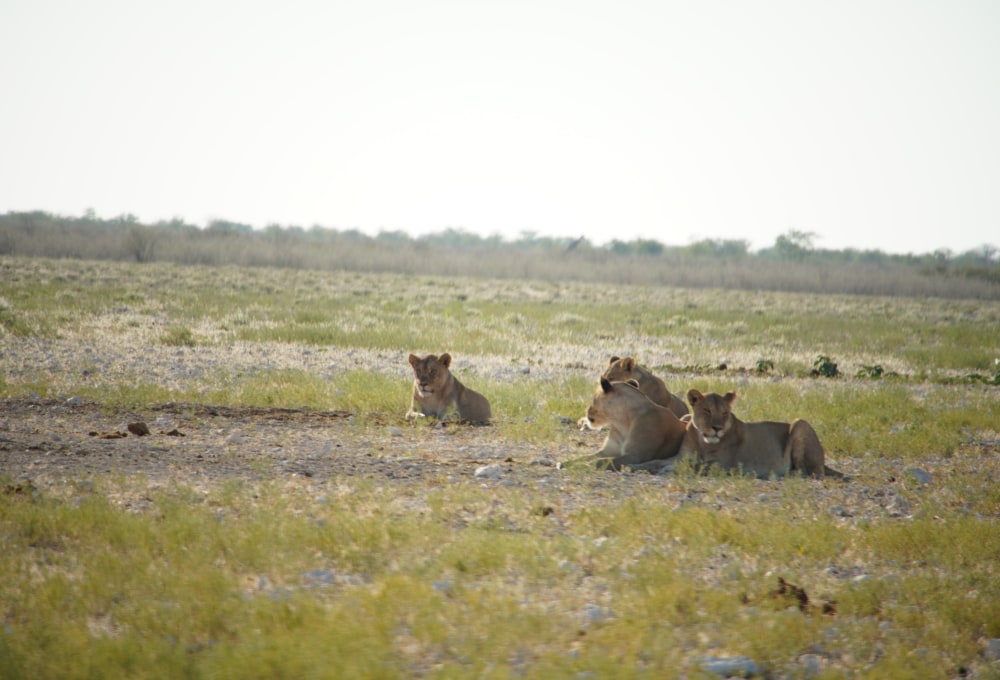 Ganztagespirsch im Etosha - Budget Selbstfahrer