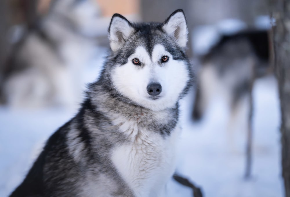 Abreise aus Schwedisch Lappland