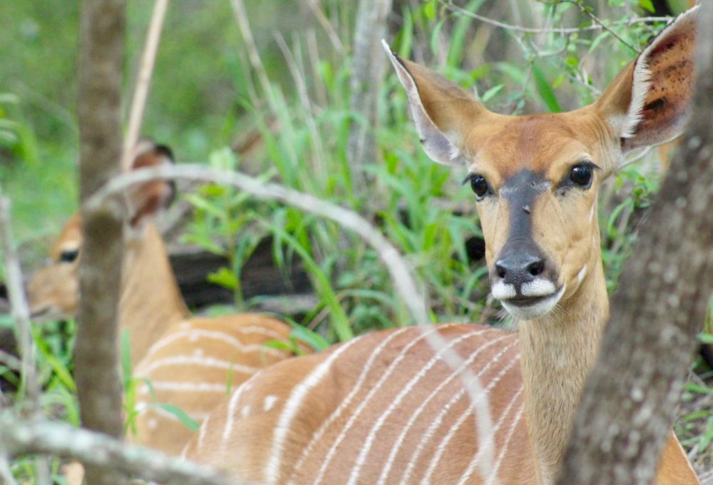 Eine letzte Pirschfahrt 
