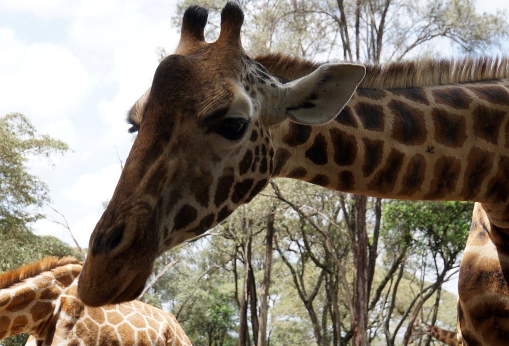 Giraffen hautnah erleben