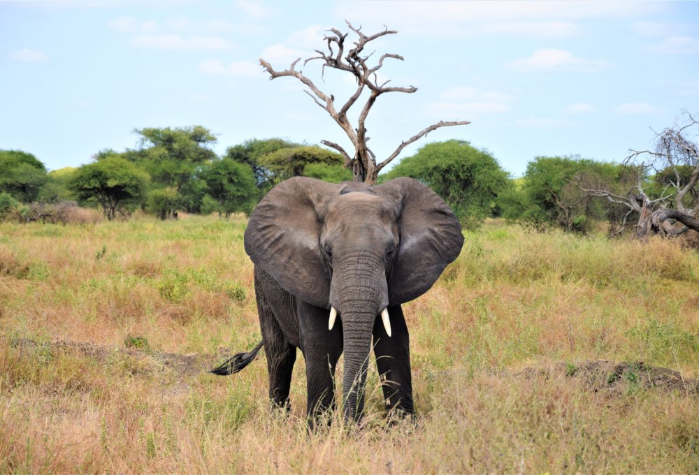 Von Arusha in den Tarangire Nationalpark