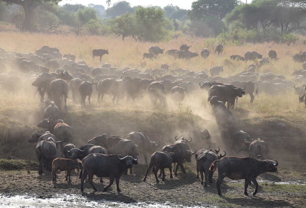 Pirschfahrt im Tarangire Nationalpark - Timo Knöfels Lieblingspark
