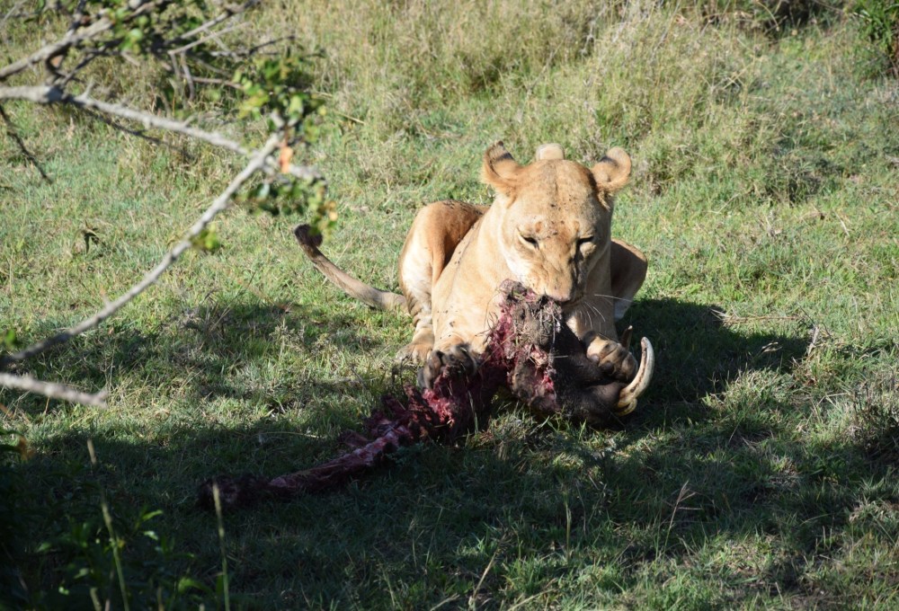 Giraffenzentrum und Kurzflug an Kenias Südküste