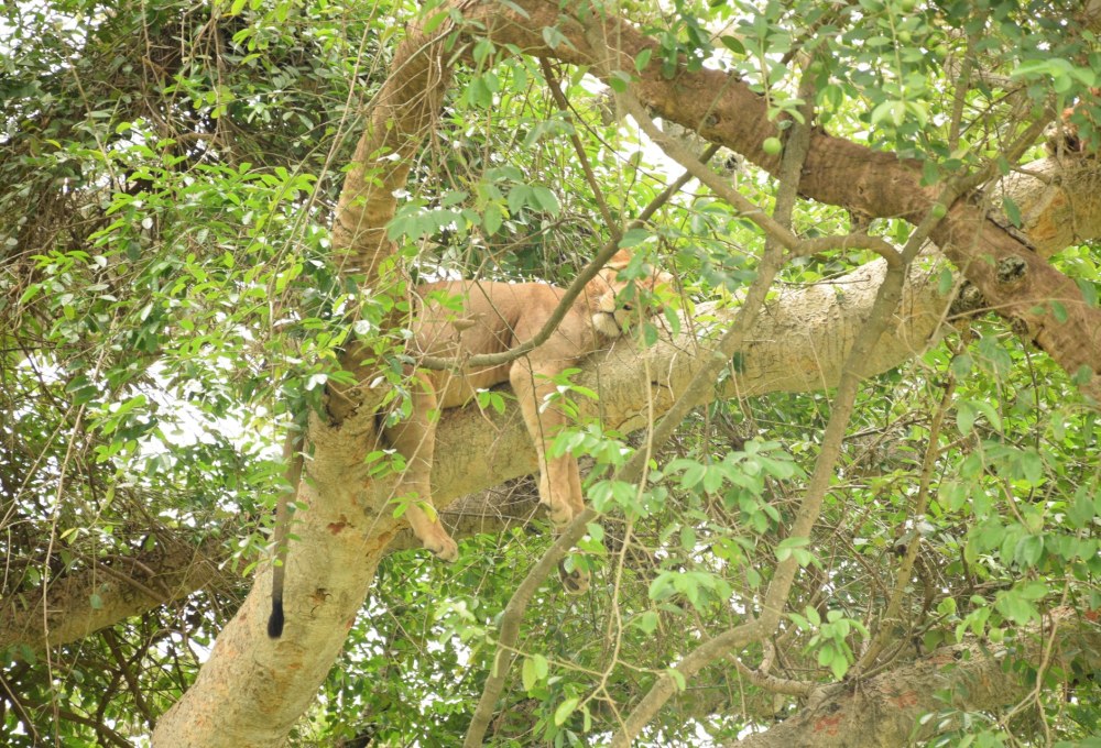 Safari im Lake Manyara Nationalpark