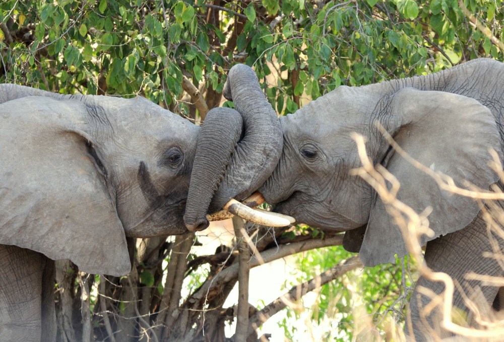Der grossartigen Ruaha Nationalpark