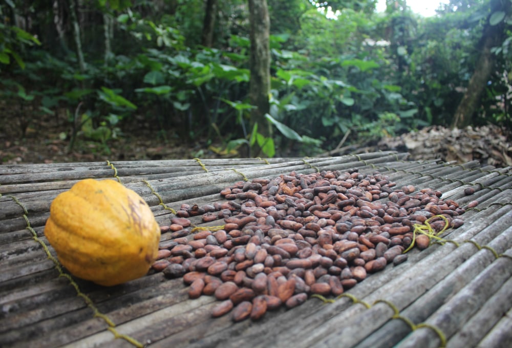 Erkundung Kumasis & Besuch einer Kakao-Farm