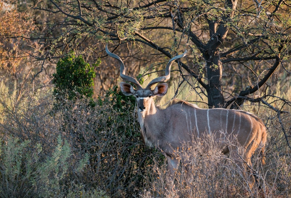 Fahrt nach Hoedspruit - dem Tor zur Panorama Route und dem Krüger Nationalpark