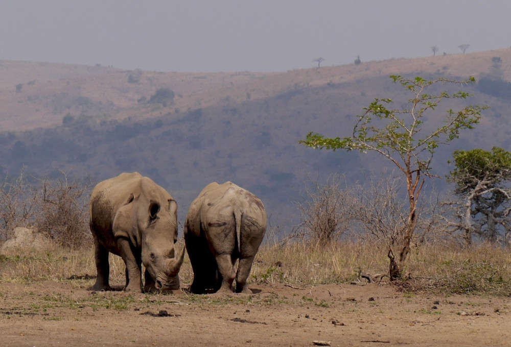 Auf Nashorn-Pirsch im Hluhluwe Wildreservat
